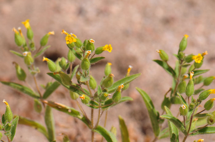 False Monkeyflower blooms from April to August in Arizona and California. The plants have long dense wavy hairs and narrow green leaves. Mimetanthe pilosa 